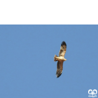 گونه عقاب شاهی Eastern Imperial Eagle